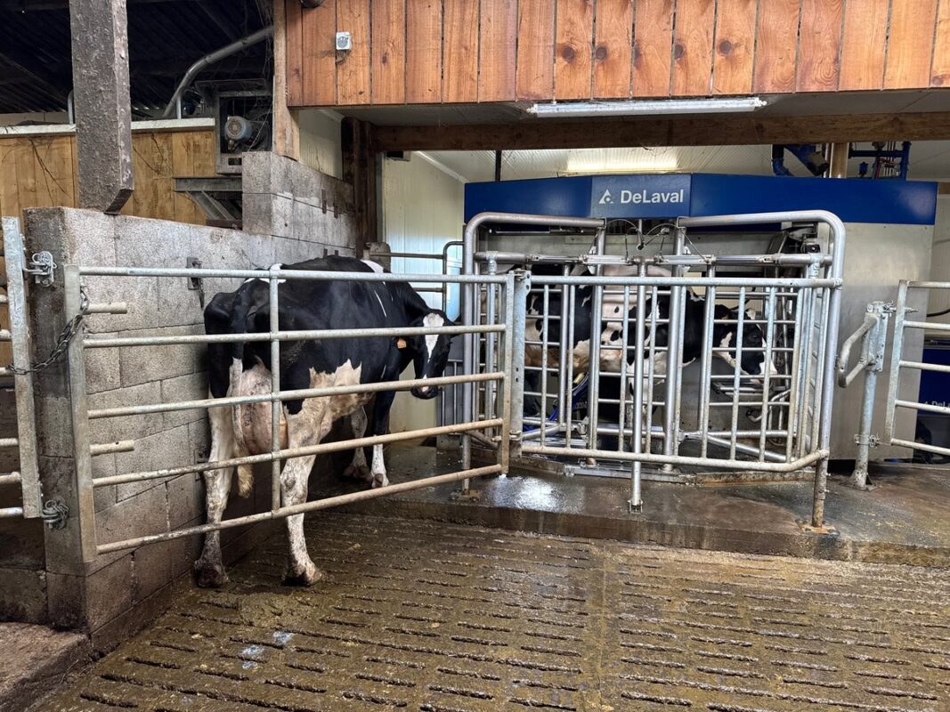 Une vache bloquée par une barrière pour la guider vers un robot de traite