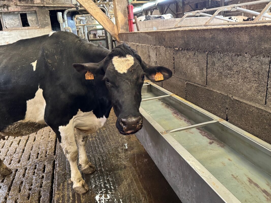 Une vache Holstein devant un grand breuvoir