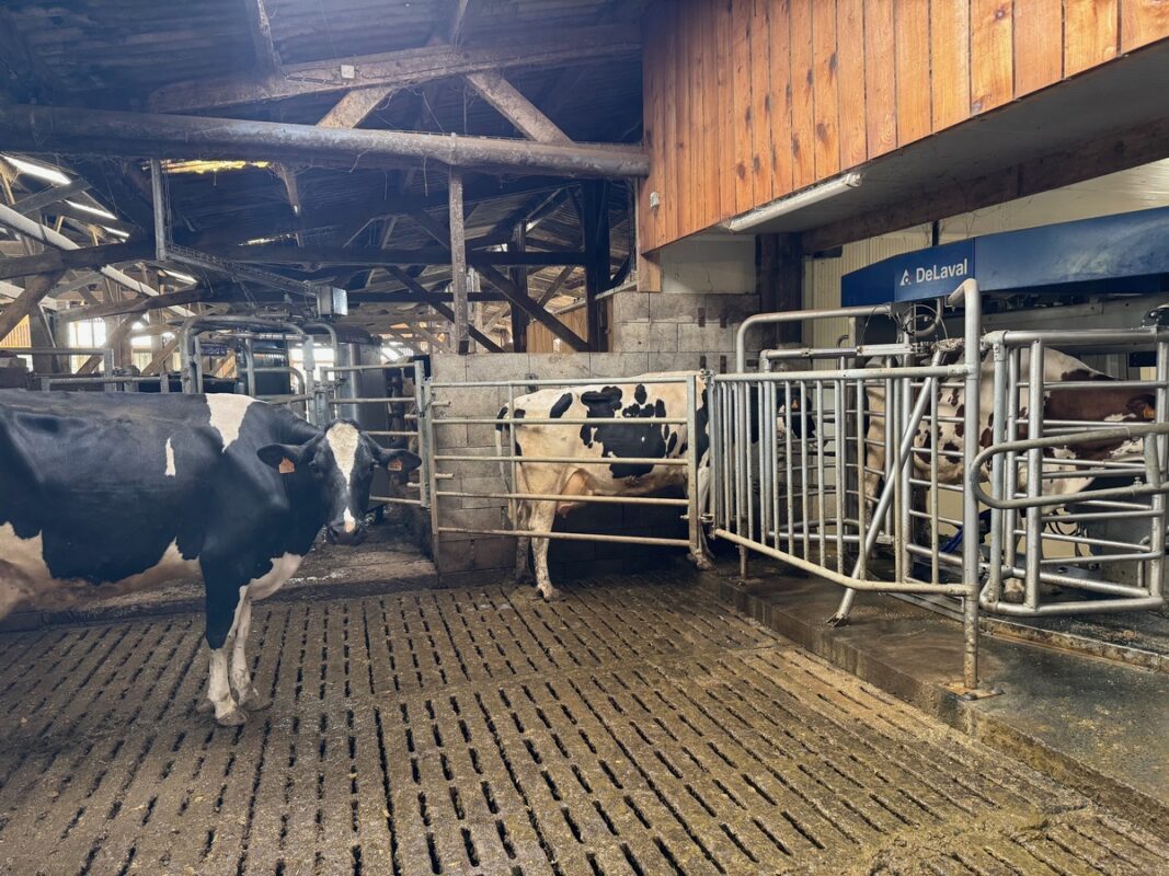 Deux vaches Holstein à proximité d'un robot de traite dans un parc d'attente sur caillebotis