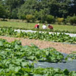 Des gens récoltent des légumes en extérieur