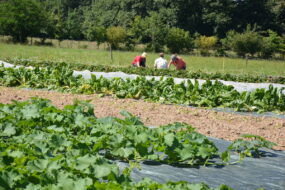 Des gens récoltent des légumes en extérieur