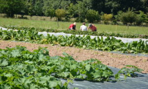 Des gens récoltent des légumes en extérieur