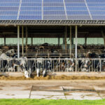 Des vaches au cornadis dans un bâtiment d'élevage avec une couverture en panneaux solaires