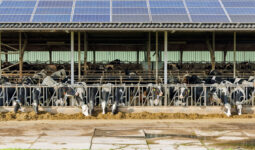 Des vaches au cornadis dans un bâtiment d'élevage avec une couverture en panneaux solaires