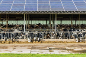 Des vaches au cornadis dans un bâtiment d'élevage avec une couverture en panneaux solaires