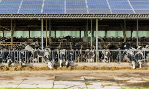 Des vaches au cornadis dans un bâtiment d'élevage avec une couverture en panneaux solaires
