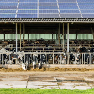 Des vaches au cornadis dans un bâtiment d'élevage avec une couverture en panneaux solaires