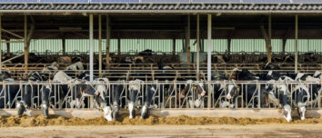 Des vaches au cornadis dans un bâtiment d'élevage avec une couverture en panneaux solaires