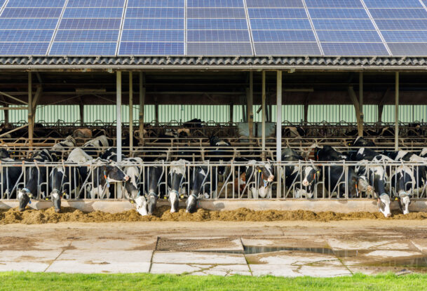 Des vaches au cornadis dans un bâtiment d'élevage avec une couverture en panneaux solaires