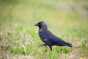 oiseau sur une parcelle