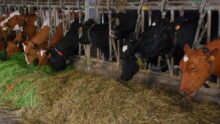 vaches laitières au Cornadis dans une stabulation