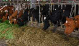 vaches laitières au Cornadis dans une stabulation