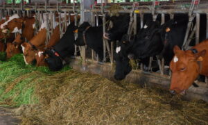 vaches laitières au Cornadis dans une stabulation