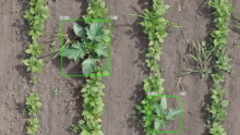 Plants de datura