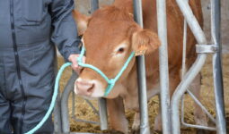 bovin limousin au cornadis et tenu par une corde