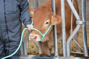 bovin limousin au cornadis et tenu par une corde