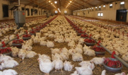 élevage de poulets