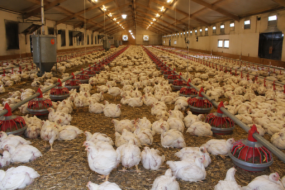 élevage de poulets