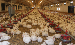 élevage de poulets
