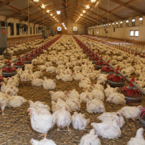 élevage de poulets