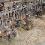 chèvres au cornadis
