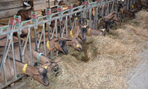 chèvres au cornadis