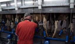 Une personne de dos en train d'effectuer la traite de vaches de race Hlstein dans une salle de traite TPA