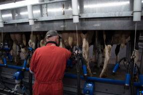 Une personne de dos en train d'effectuer la traite de vaches de race Hlstein dans une salle de traite TPA