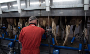 Une personne de dos en train d'effectuer la traite de vaches de race Hlstein dans une salle de traite TPA