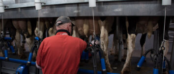 Une personne de dos en train d'effectuer la traite de vaches de race Hlstein dans une salle de traite TPA