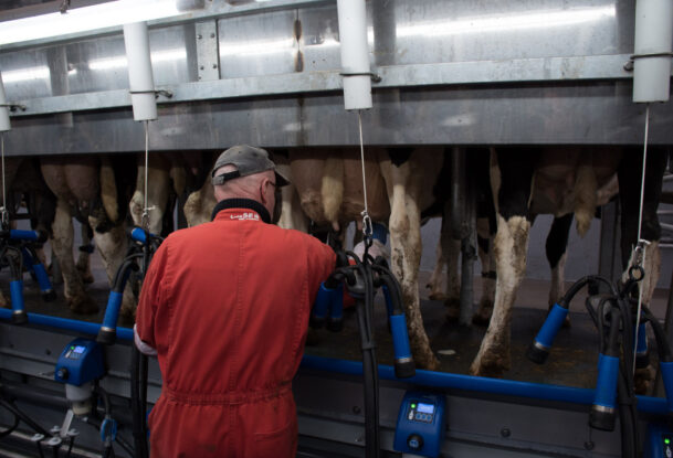 Une personne de dos en train d'effectuer la traite de vaches de race Hlstein dans une salle de traite TPA