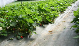 Fraises en pleine terre