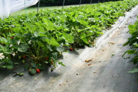 Fraises en pleine terre