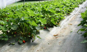 Fraises en pleine terre