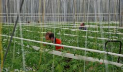 salariés dans une serre de tomates