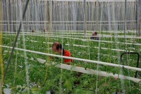salariés dans une serre de tomates