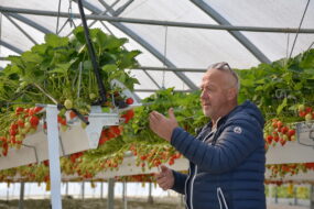 Un homme dans une serre de fraises suspendues