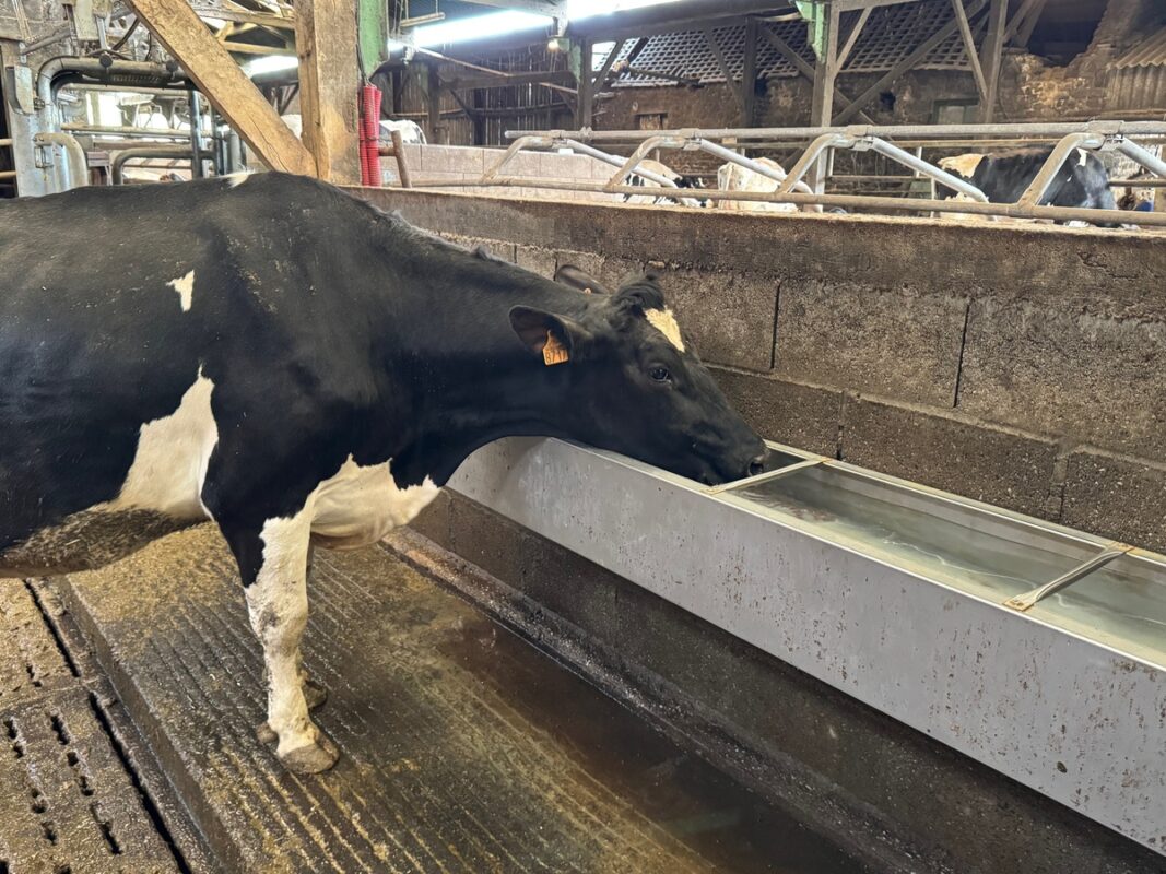 Au Gaec de la Chevalerie à Chantrigné (53), l'hygiène des abreuvoirs est vérifiée tous les jours pour offrir de l'eau toujours propre aux animaux