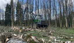 Un chantier d'abattage d'arbres