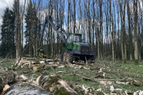 Un chantier d'abattage d'arbres