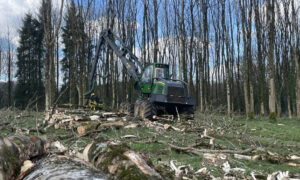 Un chantier d'abattage d'arbres