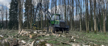 Un chantier d'abattage d'arbres