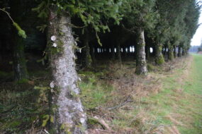 Une plantation d'arbres ayant bénéficié d'un élagage de pénétration.