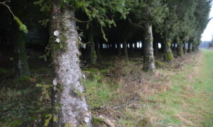 Une plantation d'arbres ayant bénéficié d'un élagage de pénétration.