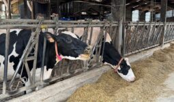 Deux vaches de race Holstein au cornadis en train de manger une ration à base d'enilage de maïs