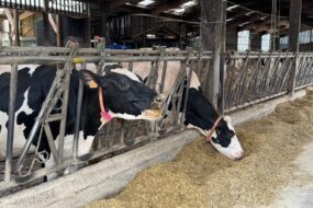 Deux vaches de race Holstein au cornadis en train de manger une ration à base d'enilage de maïs