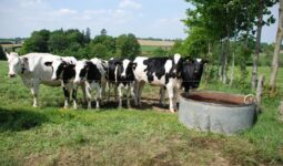 génisses près d'un abreuvoir
