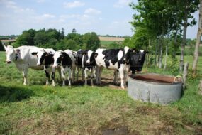 génisses près d'un abreuvoir