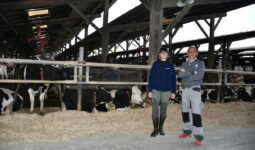 Une femme et un homme dans un bâtiment avec des vaches Holstein