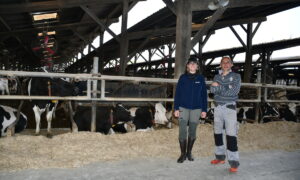 Une femme et un homme dans un bâtiment avec des vaches Holstein